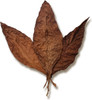 Fronto Leaf